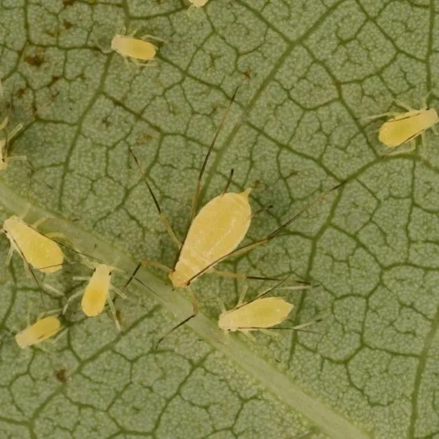 thumbnail for publication: Tuliptree Aphid Scientific Name: Illinoia liriodendri (Monell) (Insecta: Hempitera: Aphididae)